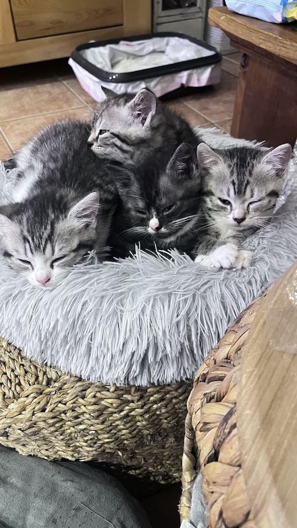 BKH Kitten abgabebereit BKH Kitten abgabebereit