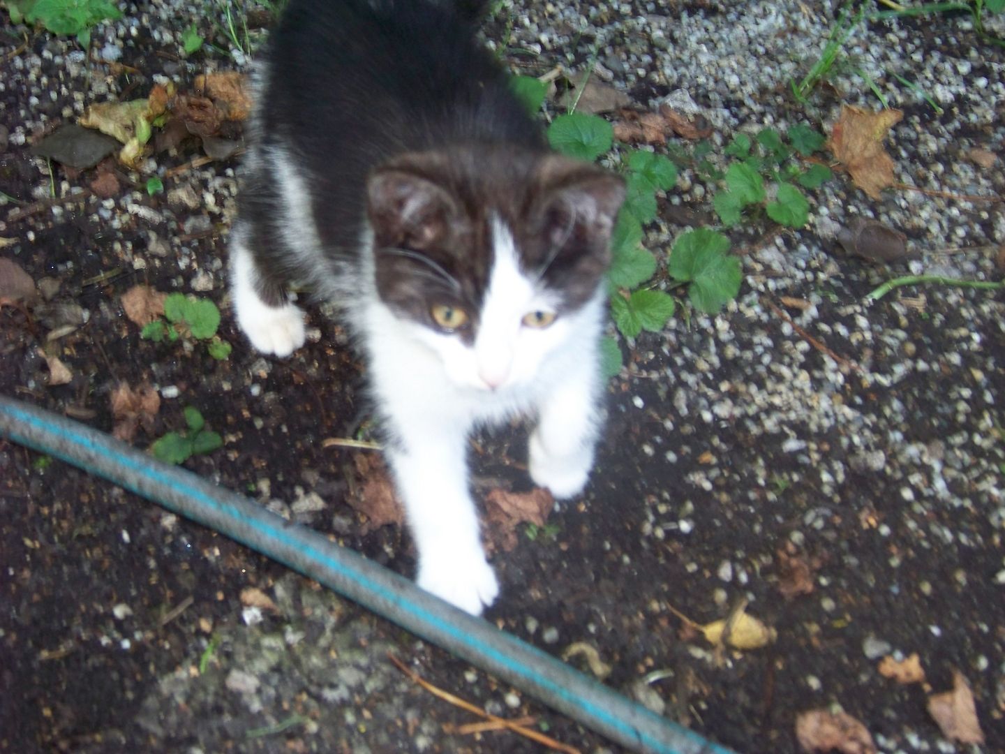 12 Wochen alte Mischlingskatzen