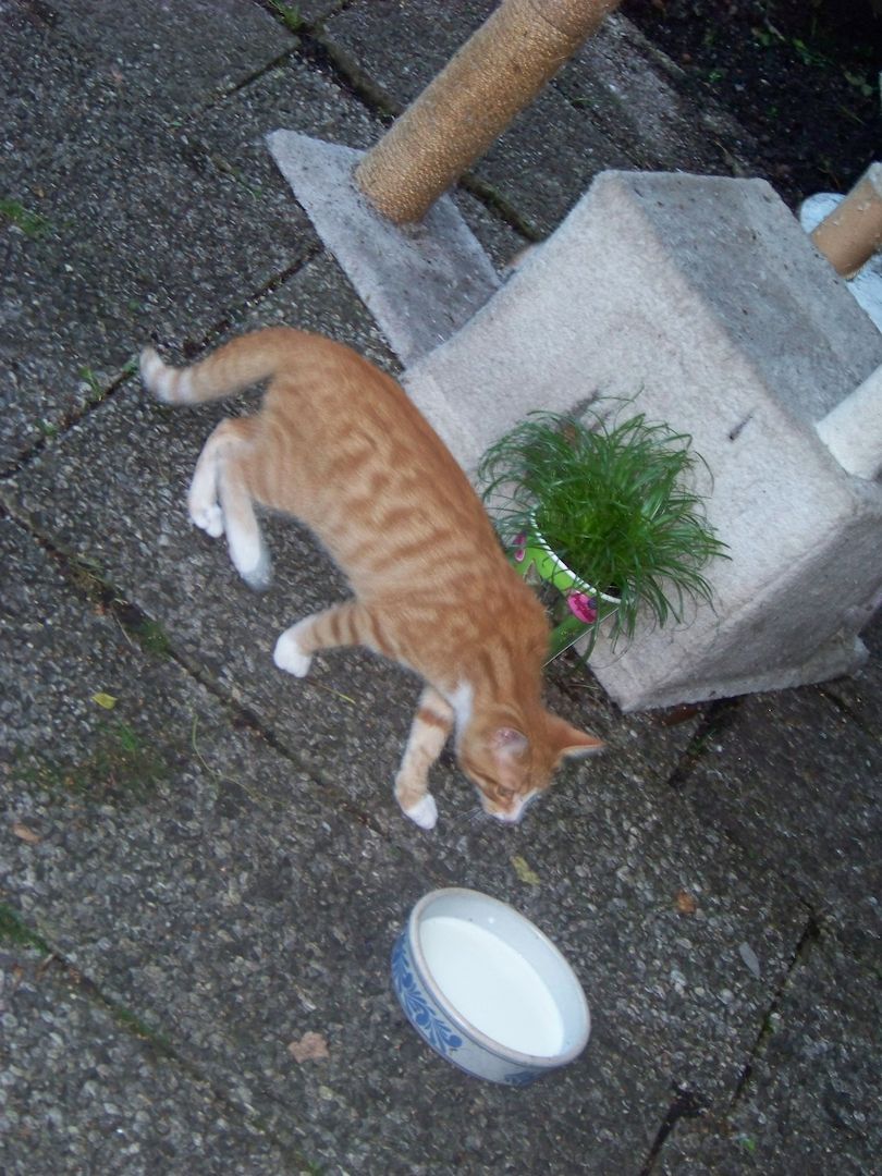 12 Wochen alte Mischlingskatzen