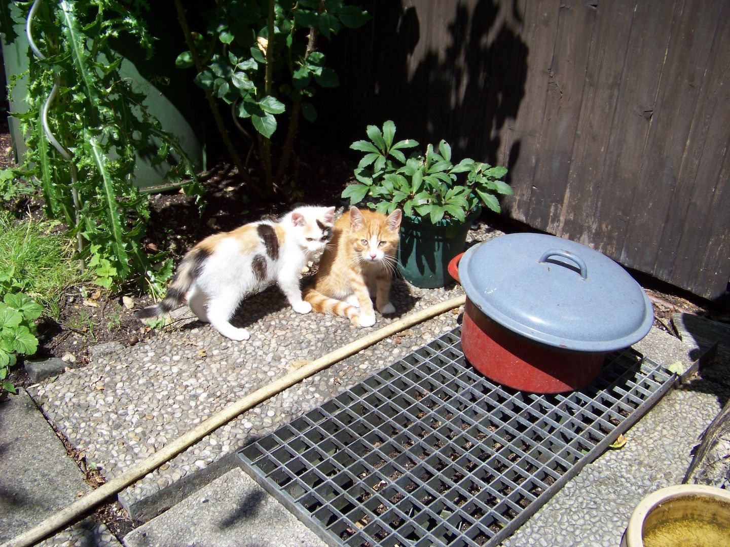 12 Wochen alte Mischlingskatzen