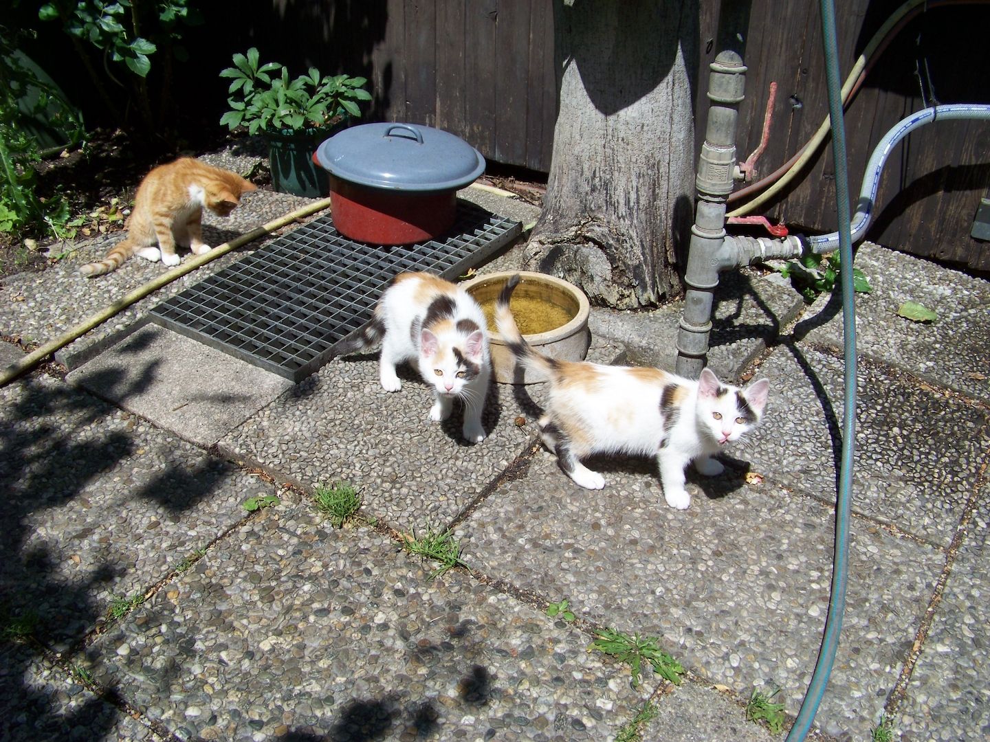 12 Wochen alte Mischlingskatzen