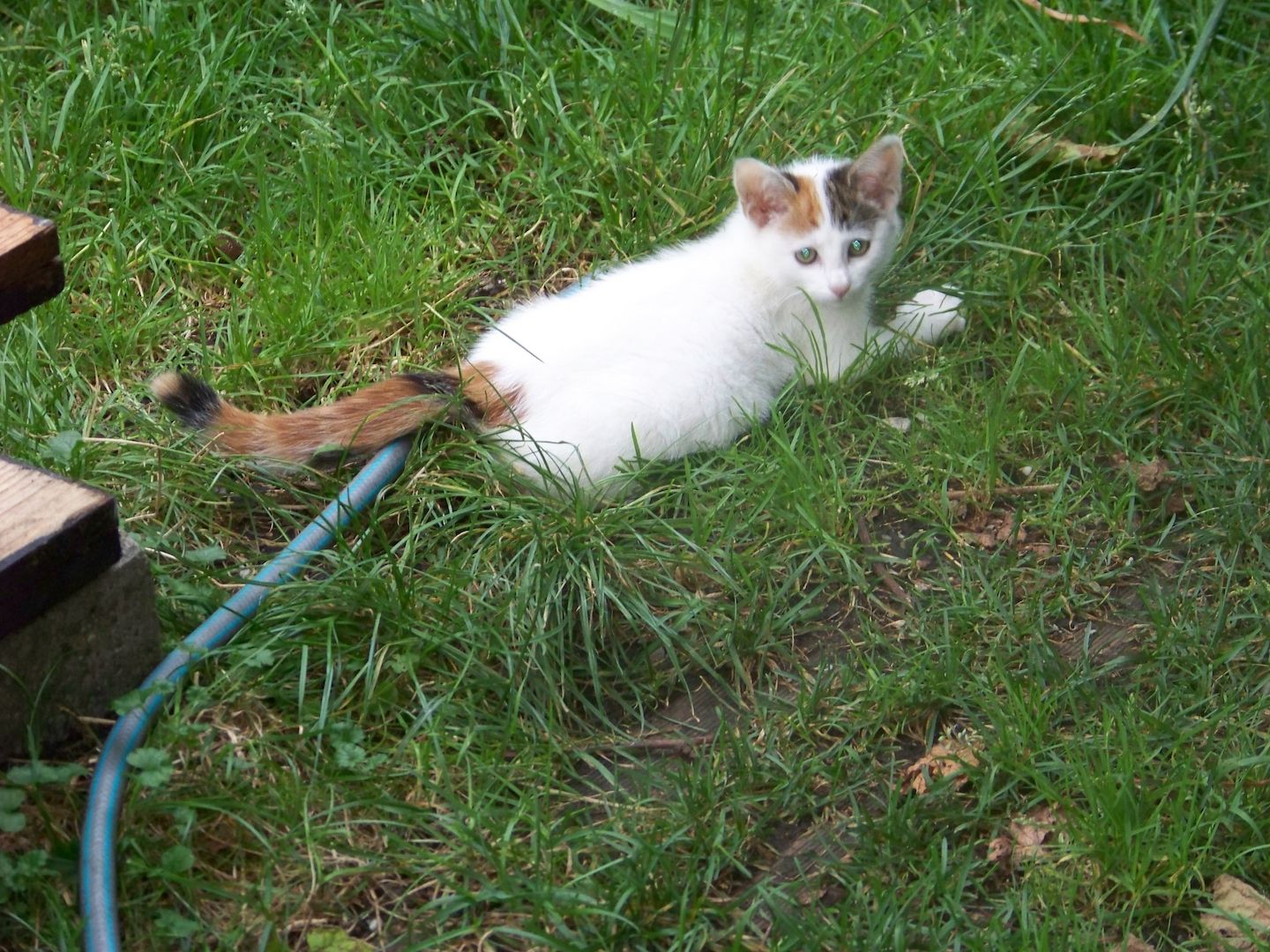 12 Wochen alte Mischlingskatzen