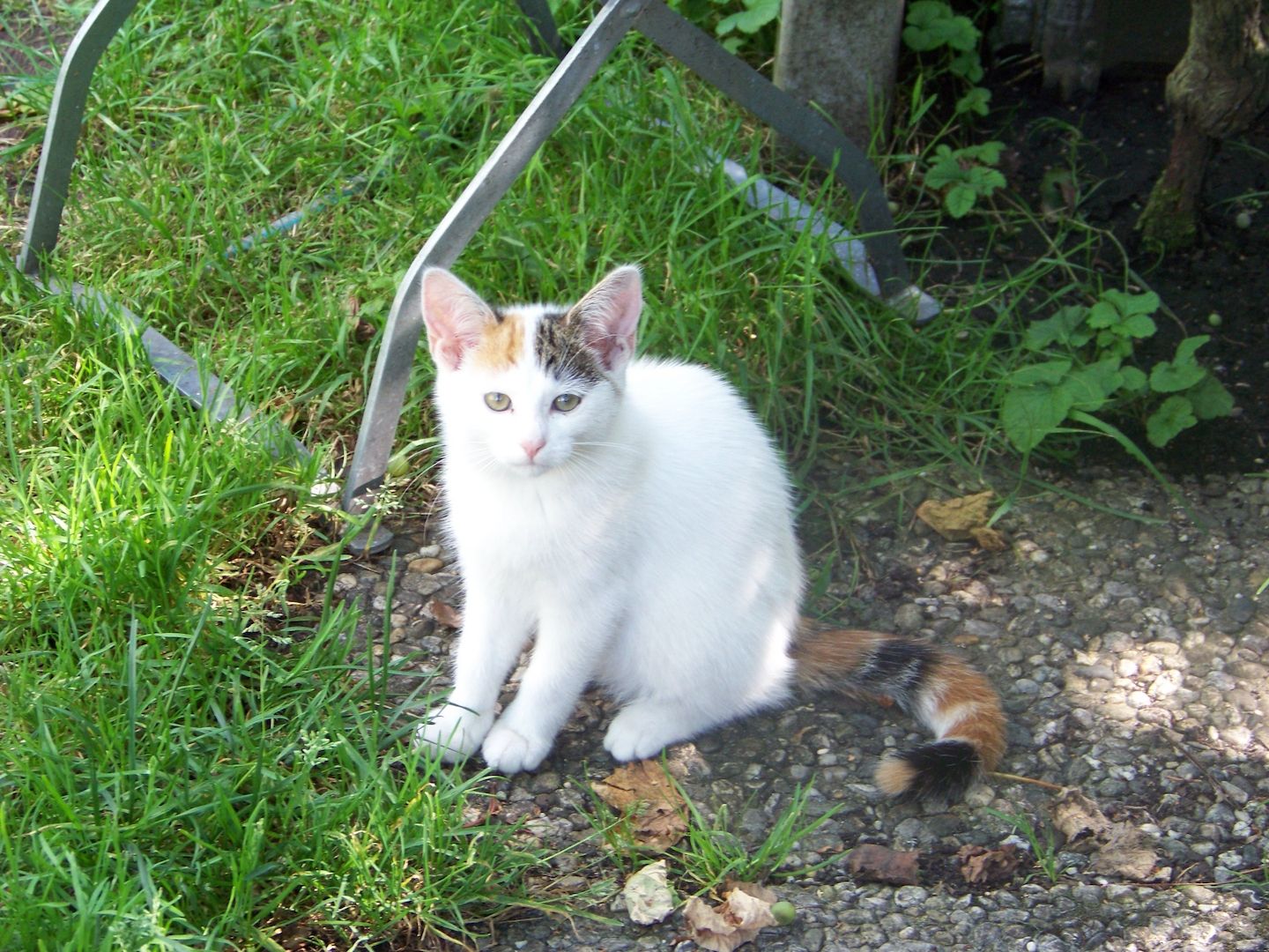 12 Wochen alte Mischlingskatzen