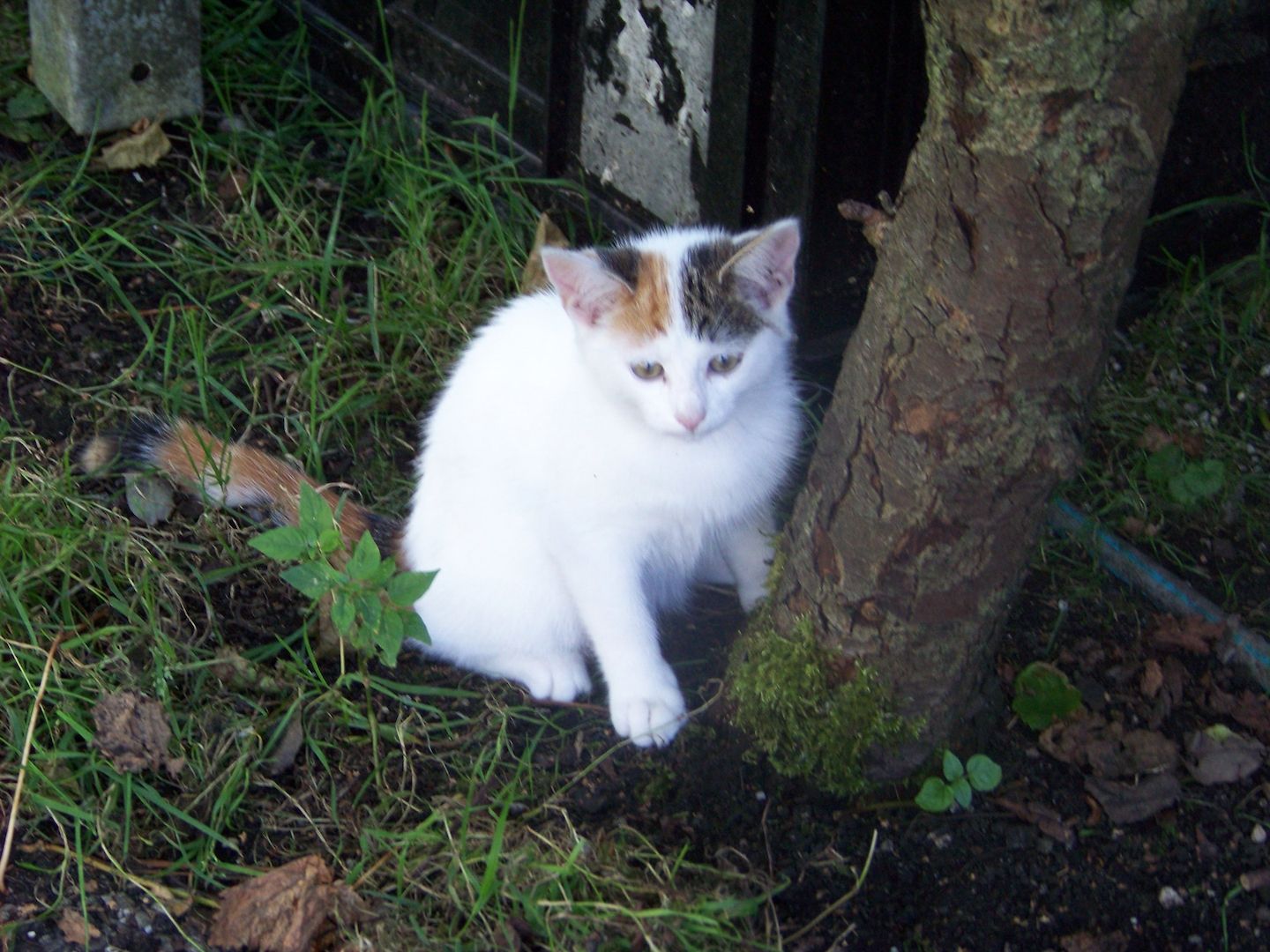 12 Wochen alte Mischlingskatzen