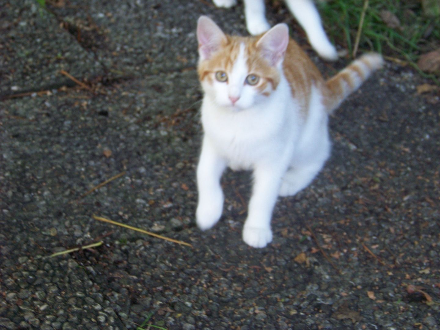 12 Wochen alte Mischlingskatzen