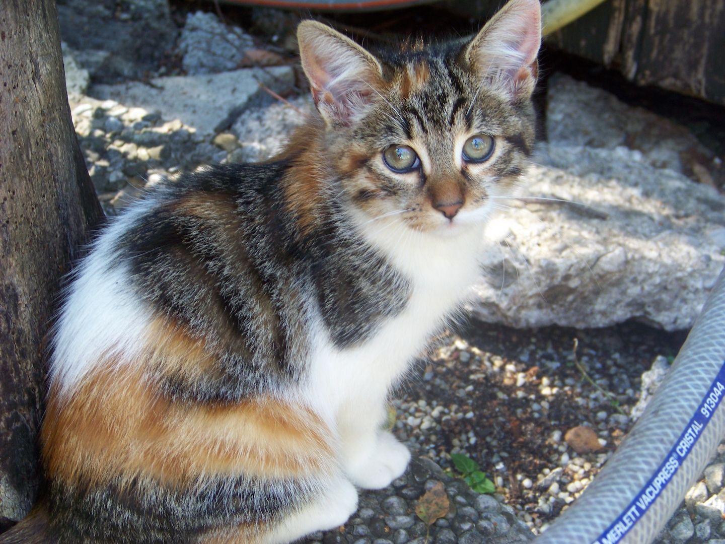 12 Wochen alte Mischlingskatzen