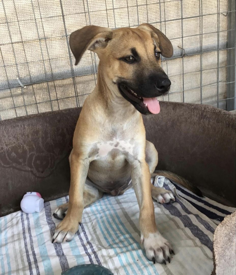 Simon sucht ein Zuhause