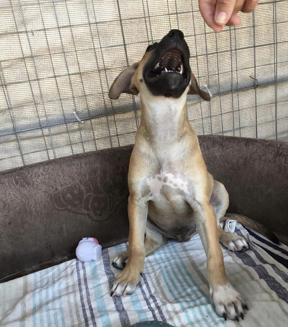 Simon sucht ein Zuhause