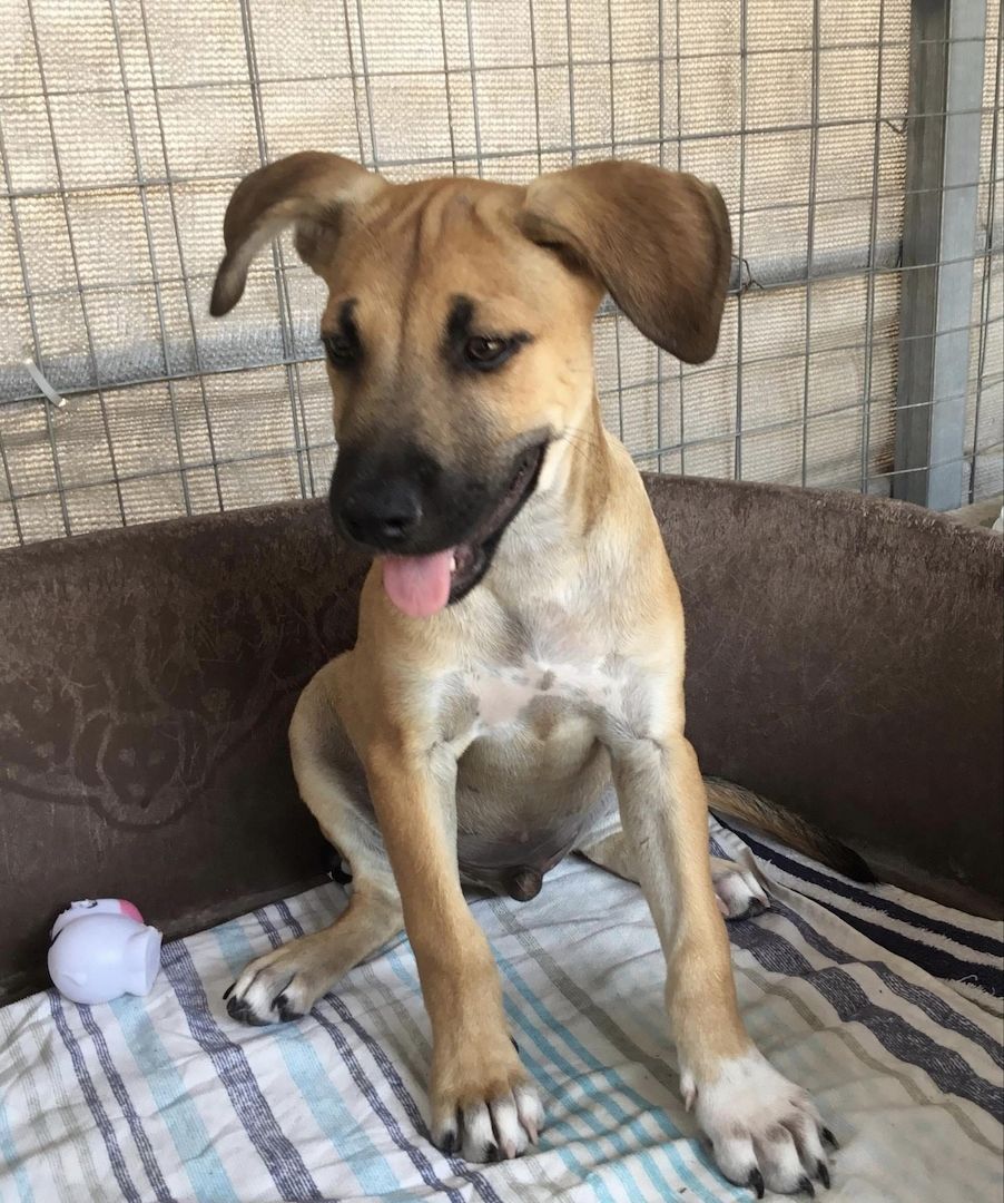 Simon sucht ein Zuhause