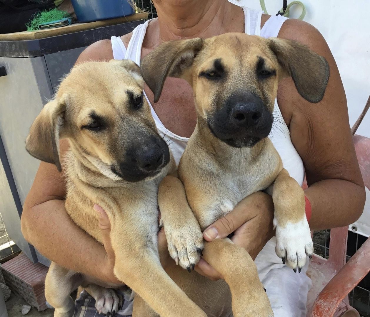 Simon sucht ein Zuhause