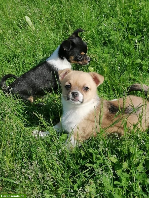 Typvolle Chihuahua Welpen