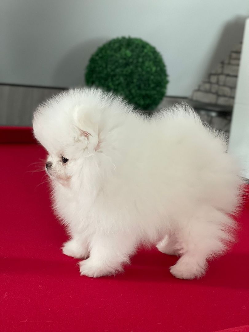 Typvolle Pomeranian Welpen suchen ihr neues Zuhause