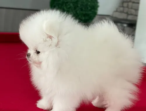 Typvolle Pomeranian Welpen suchen ihr neues Zuhause