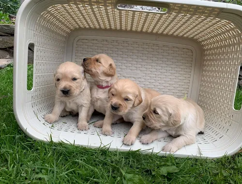 Entzückende Golden Retriever-Welpen