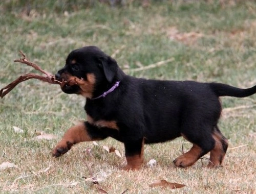 Entzückende Rottweiler-Welpen