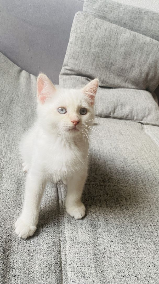 Letzte Katzenbaby!!! Letzte Katzenbaby!!!