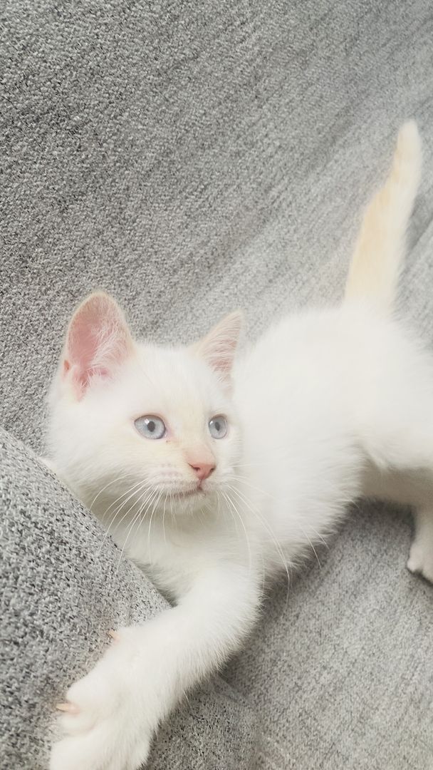 Letzte Katzenbaby!!! Letzte Katzenbaby!!!