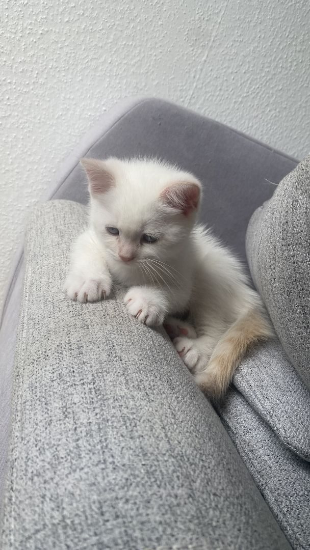 Letzte Katzenbaby!!! Letzte Katzenbaby!!!