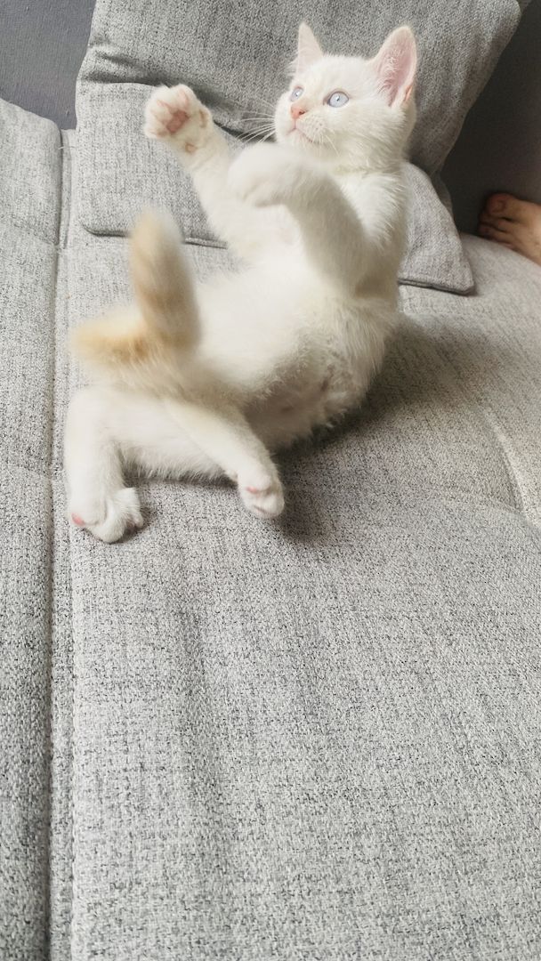 Letzte Katzenbaby!!! Letzte Katzenbaby!!!