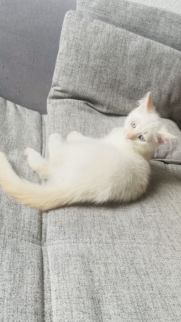 Letzte Katzenbaby!!! Letzte Katzenbaby!!!