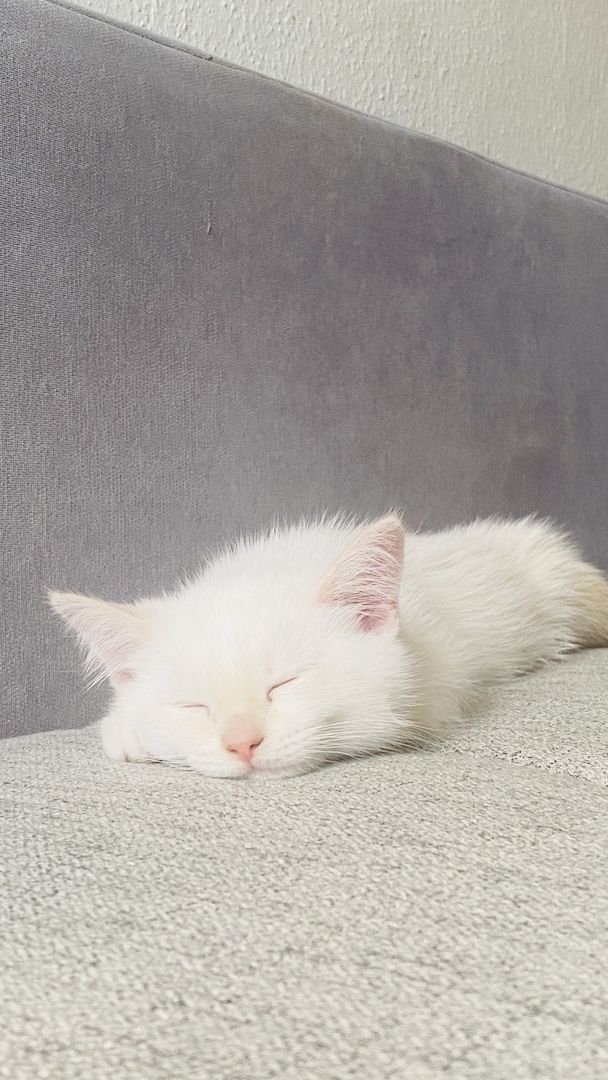 Letzte Katzenbaby!!! Letzte Katzenbaby!!!