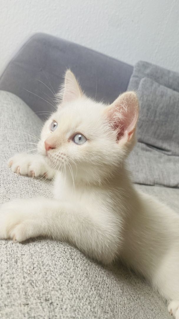 Letzte Katzenbaby!!! Letzte Katzenbaby!!!