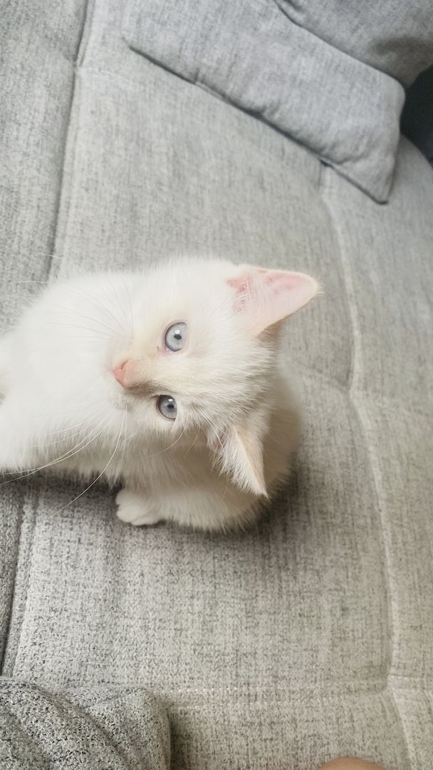 Letzte Katzenbaby!!! Letzte Katzenbaby!!!