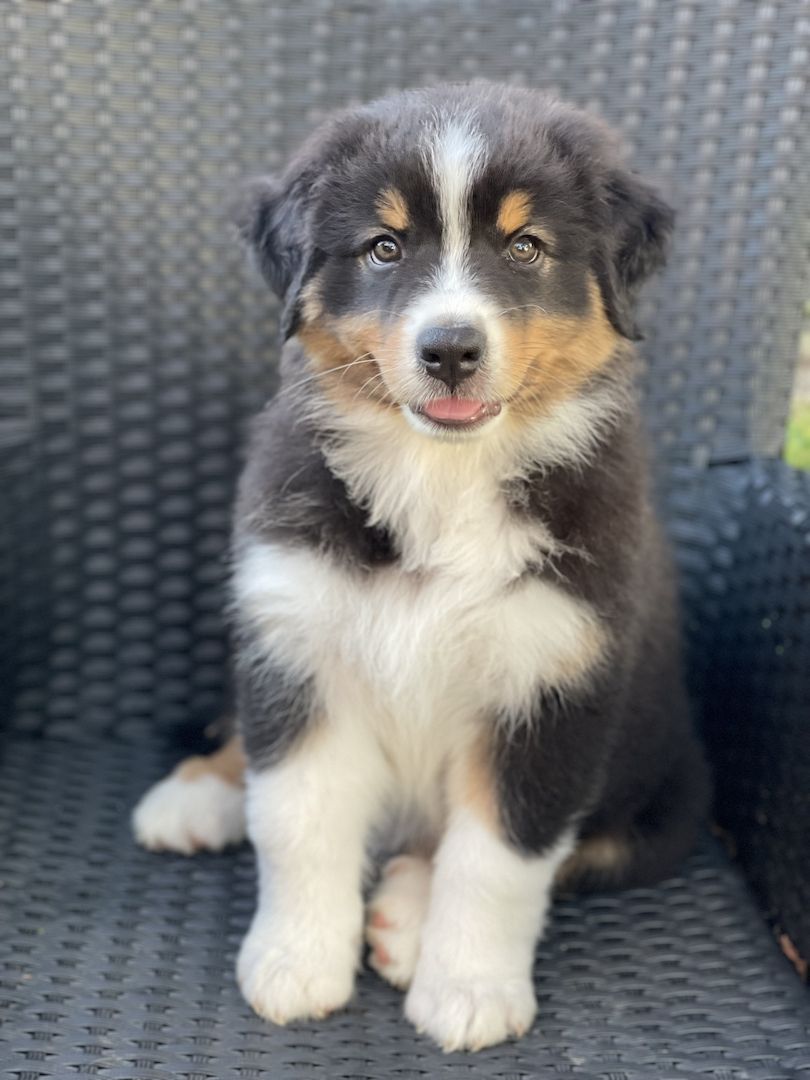 Wunderschöne Australian Shepherd Welpen mit Papieren