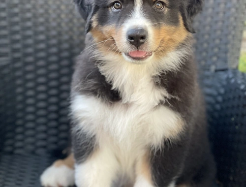 Wunderschöne Australian Shepherd Welpen mit Papieren