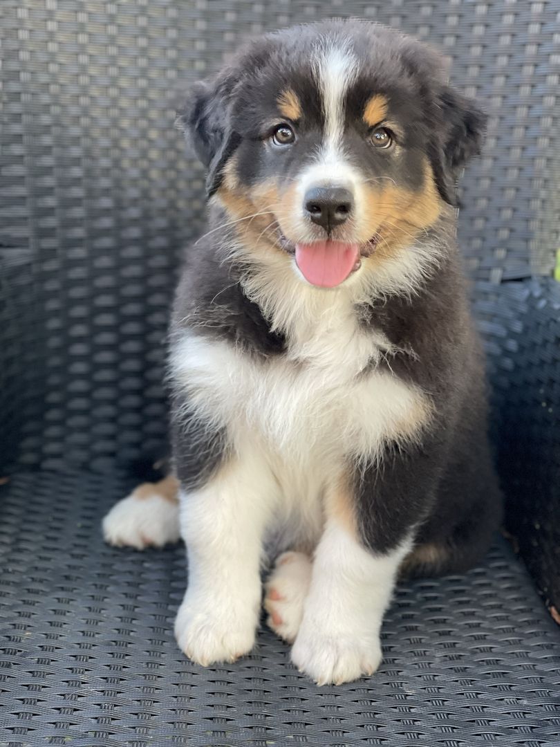 Wunderschöne Australian Shepherd Welpen mit Papieren