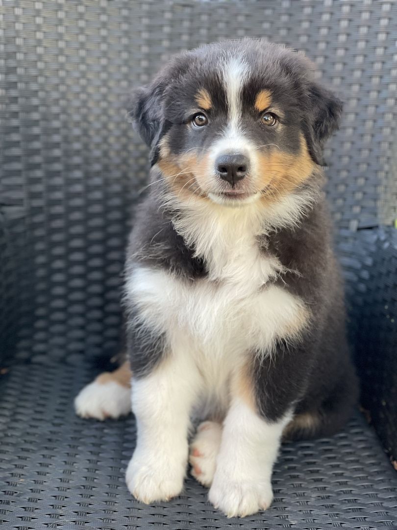 Wunderschöne Australian Shepherd Welpen mit Papieren