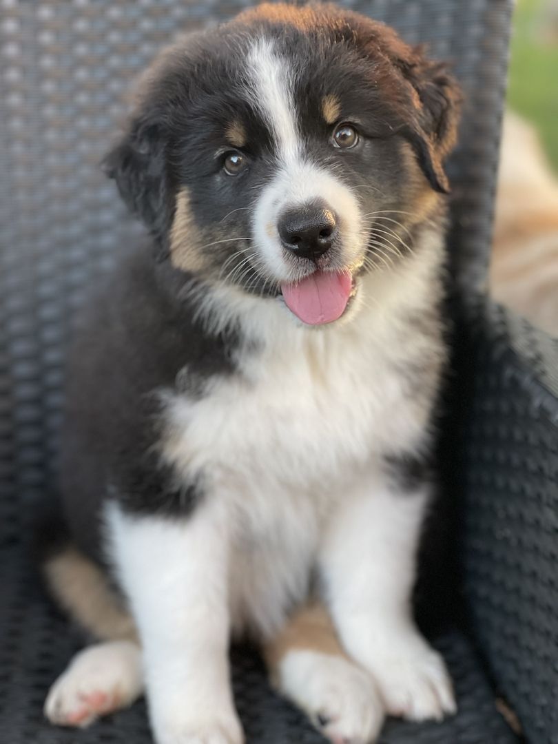 Wunderschöne Australian Shepherd Welpen mit Papieren
