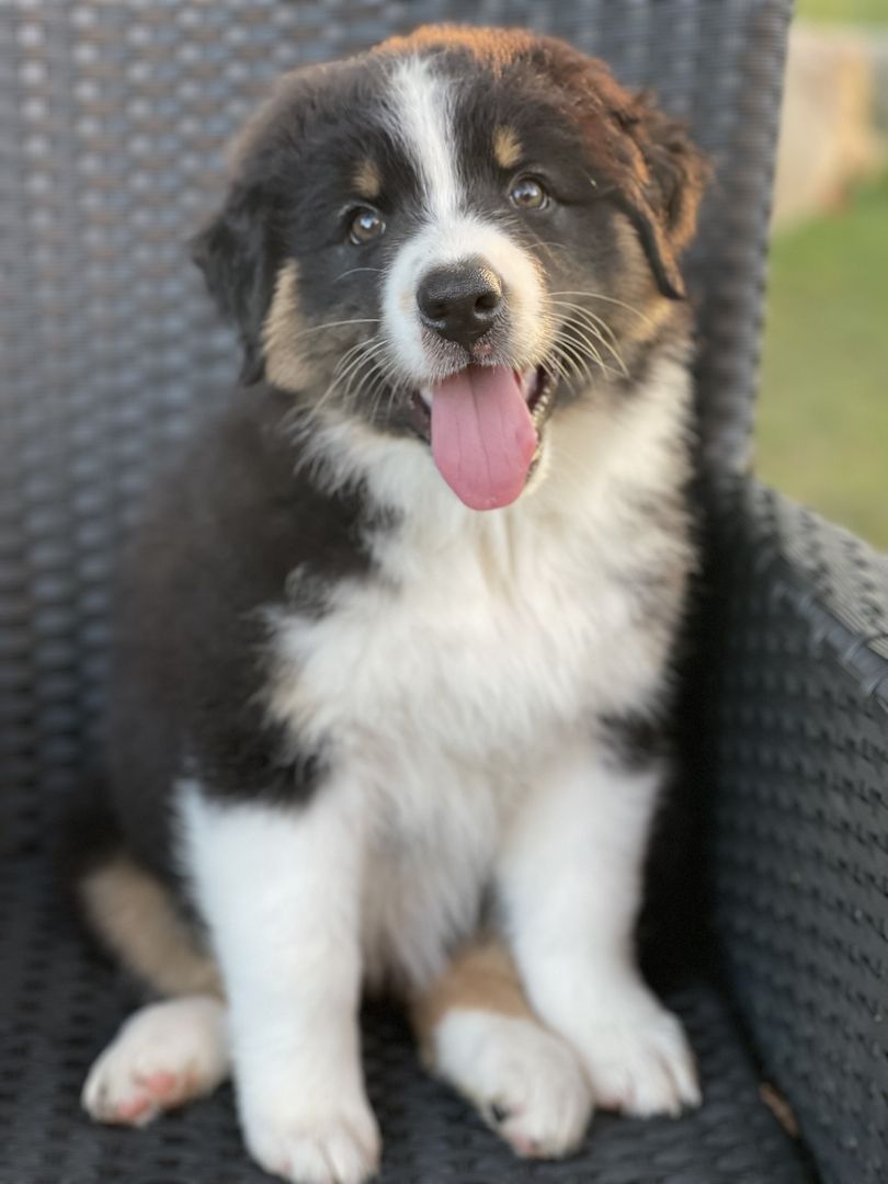 Wunderschöne Australian Shepherd Welpen mit Papieren