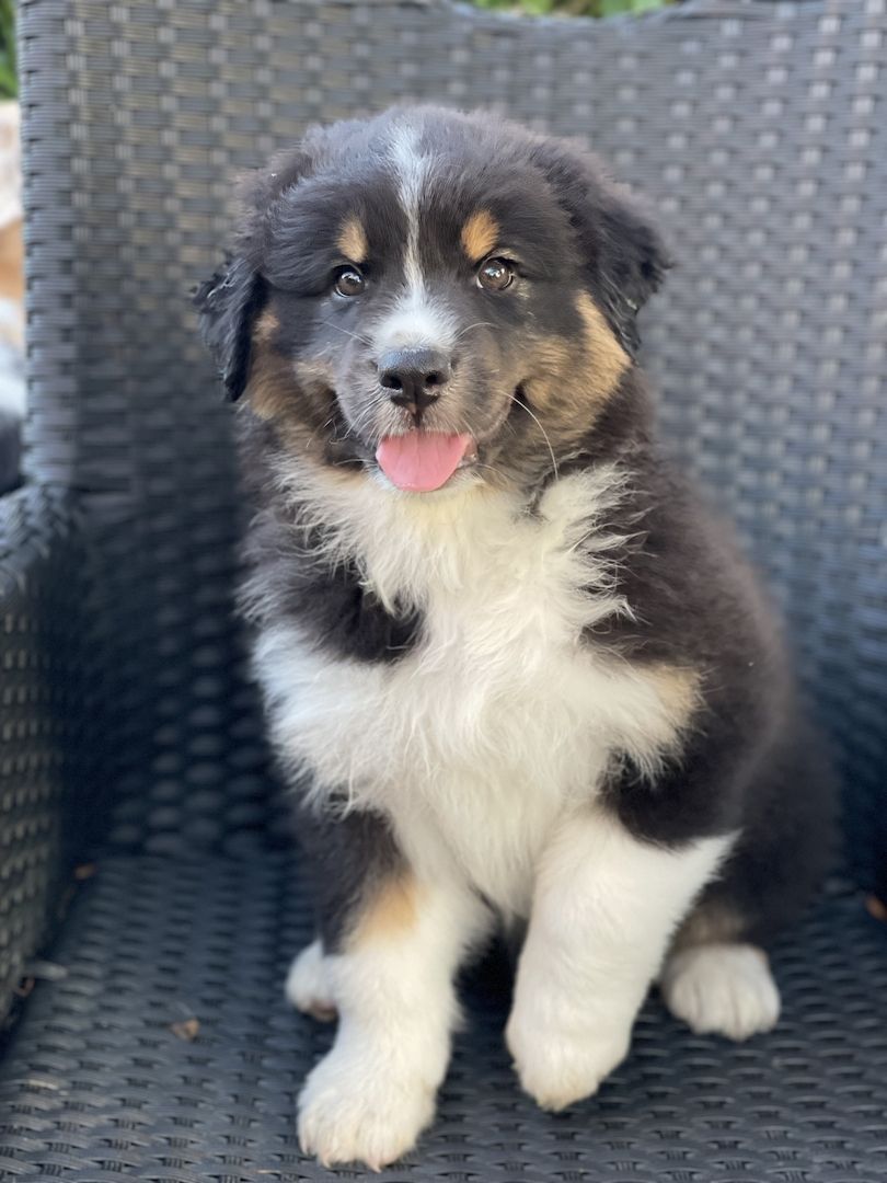 Wunderschöne Australian Shepherd Welpen mit Papieren