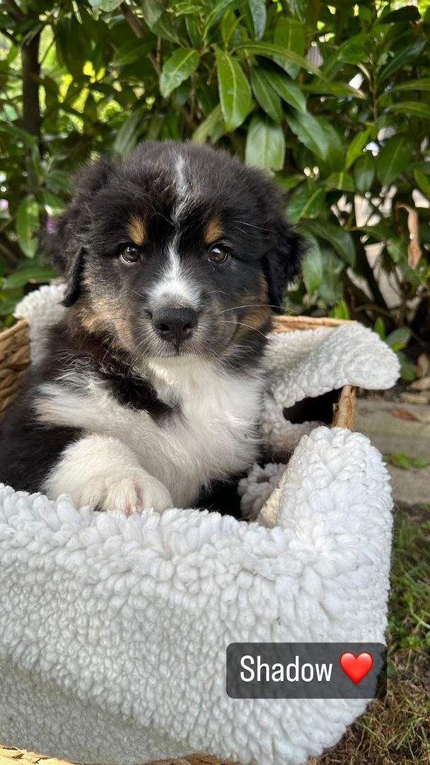 Wunderschöne Australian Shepherd Welpen mit Papieren