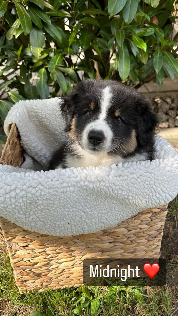 Wunderschöne Australian Shepherd Welpen mit Papieren