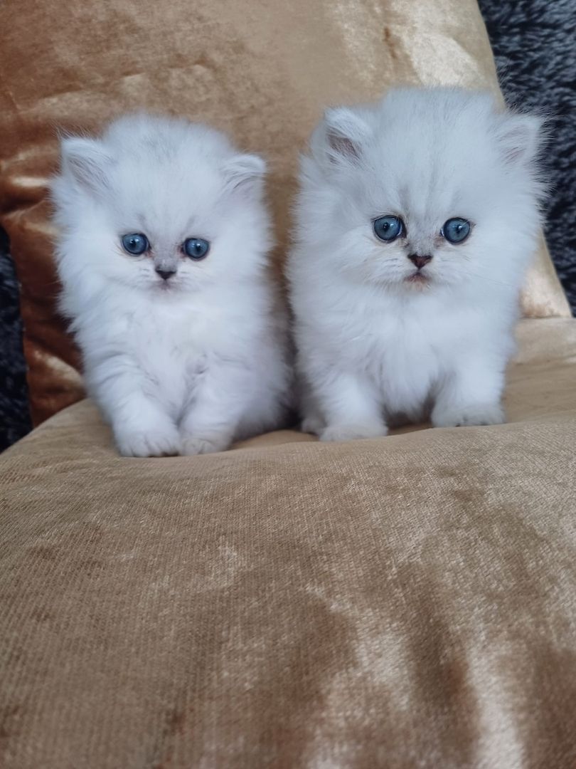 Reinrassige Perserbabys chinchilla und Silver Shaded