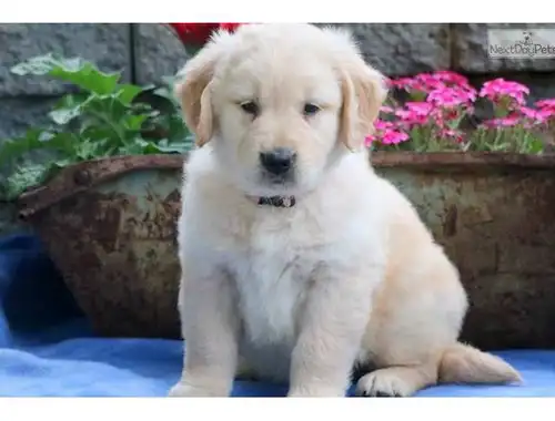 SuperGolden Retriever Welpen mit papieren whatsapp Nummer (+37069673271)