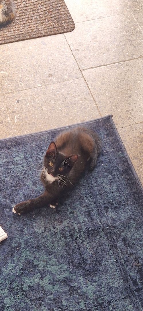 Babykatzen günstig abzugeben Babykatzen günstig abzugeben