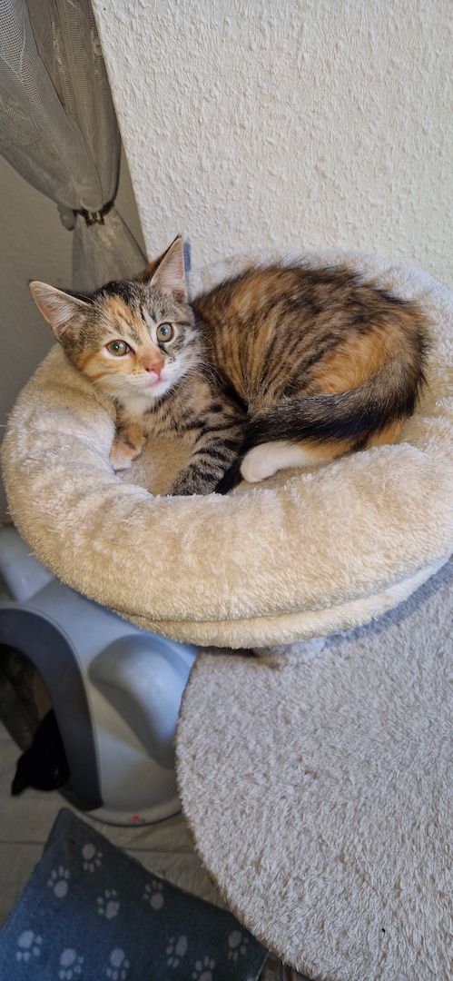 Babykatzen günstig abzugeben Babykatzen günstig abzugeben