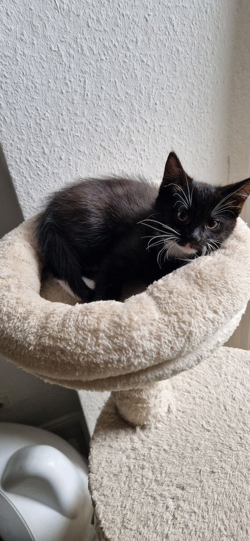 Babykatzen günstig abzugeben Babykatzen günstig abzugeben