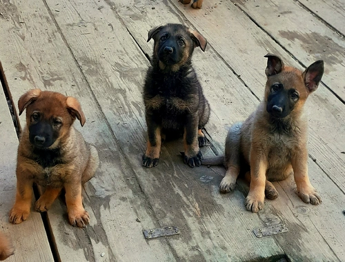 Wunderschöne Schäferhundwelpen mit geradem Rücken abzugeben!