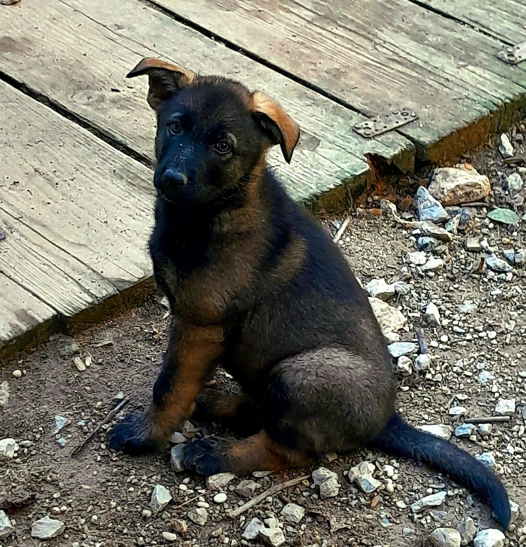Wunderschöne Schäferhundwelpen mit geradem Rücken abzugeben!