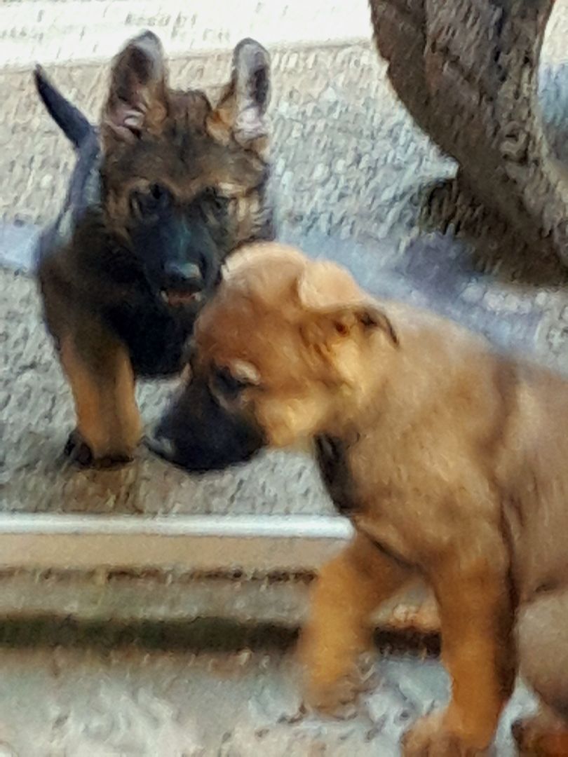 Wunderschöne Schäferhundwelpen mit geradem Rücken abzugeben!