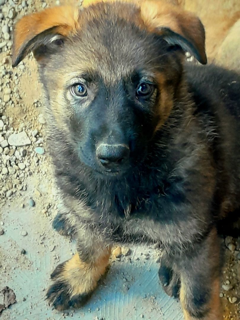 Wunderschöne Schäferhundwelpen mit geradem Rücken abzugeben!