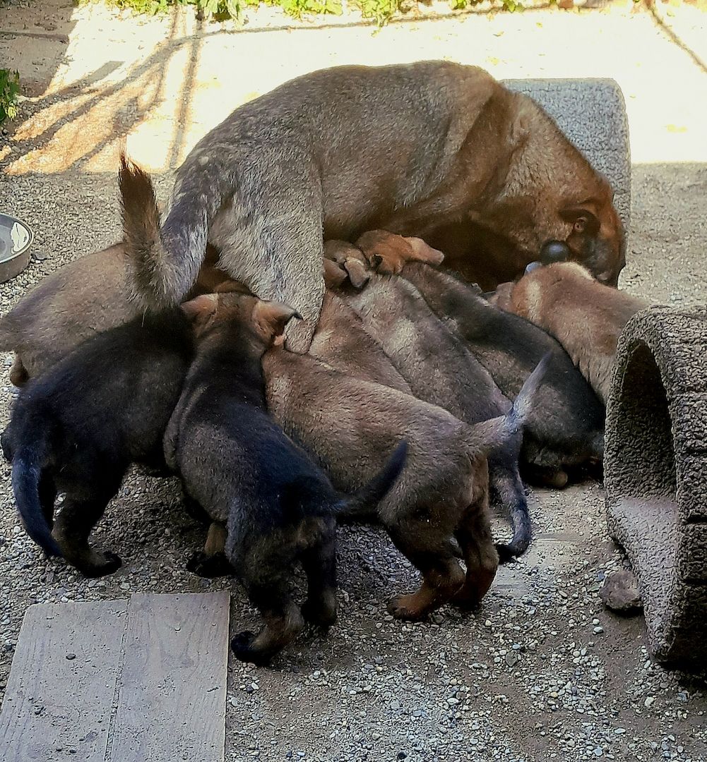 Wunderschöne Schäferhundwelpen mit geradem Rücken abzugeben!