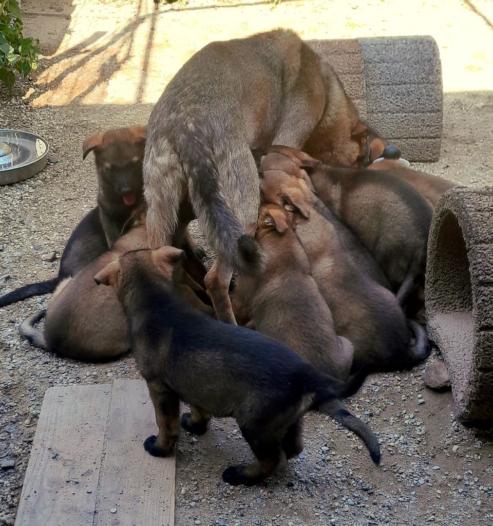 Wunderschöne Schäferhundwelpen mit geradem Rücken abzugeben!