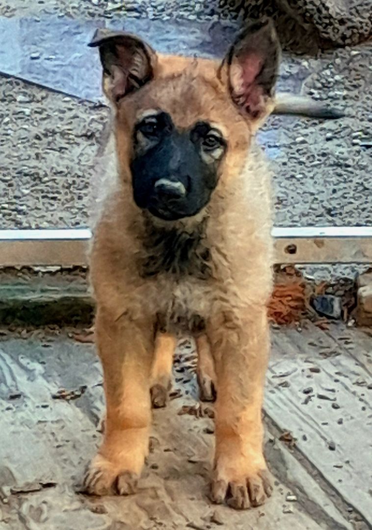 Wunderschöne Schäferhundwelpen mit geradem Rücken abzugeben!