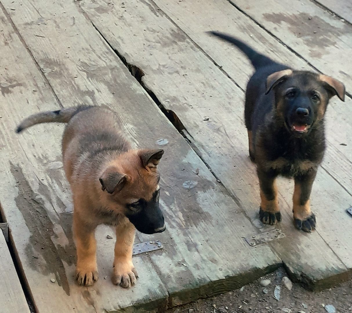 Wunderschöne Schäferhundwelpen mit geradem Rücken abzugeben!