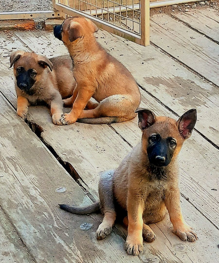 Wunderschöne Schäferhundwelpen mit geradem Rücken abzugeben!
